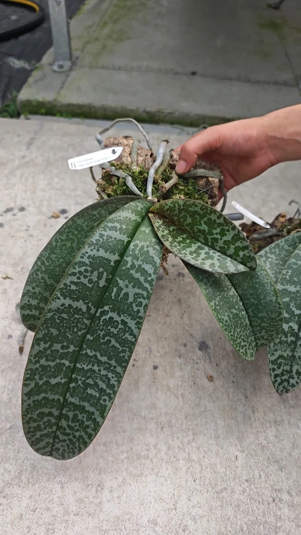 珍妮西蕾莉板植 苗株 鲜花绿植