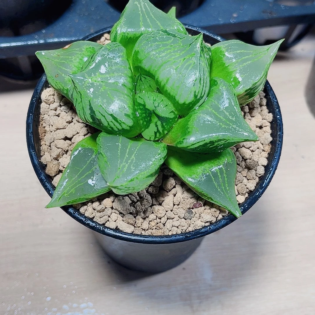 母本裹般若补差价