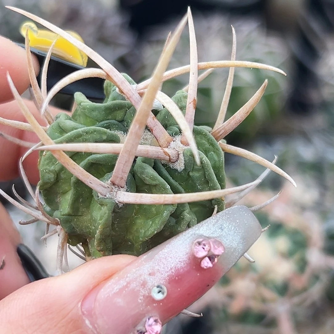 龙剑有根仙人球66666666