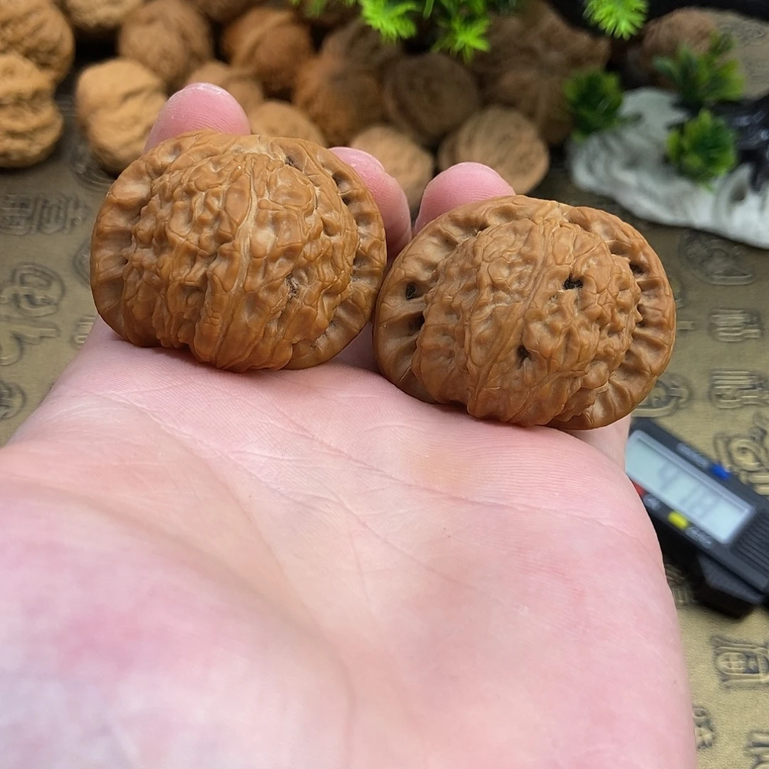 核桃红皮闷尖白狮子42尺寸编号632皮质好上色快