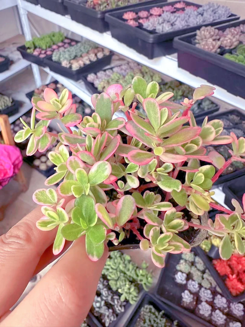 6公分盆太阳花锦多肉植物 （满9.9元包邮发货）