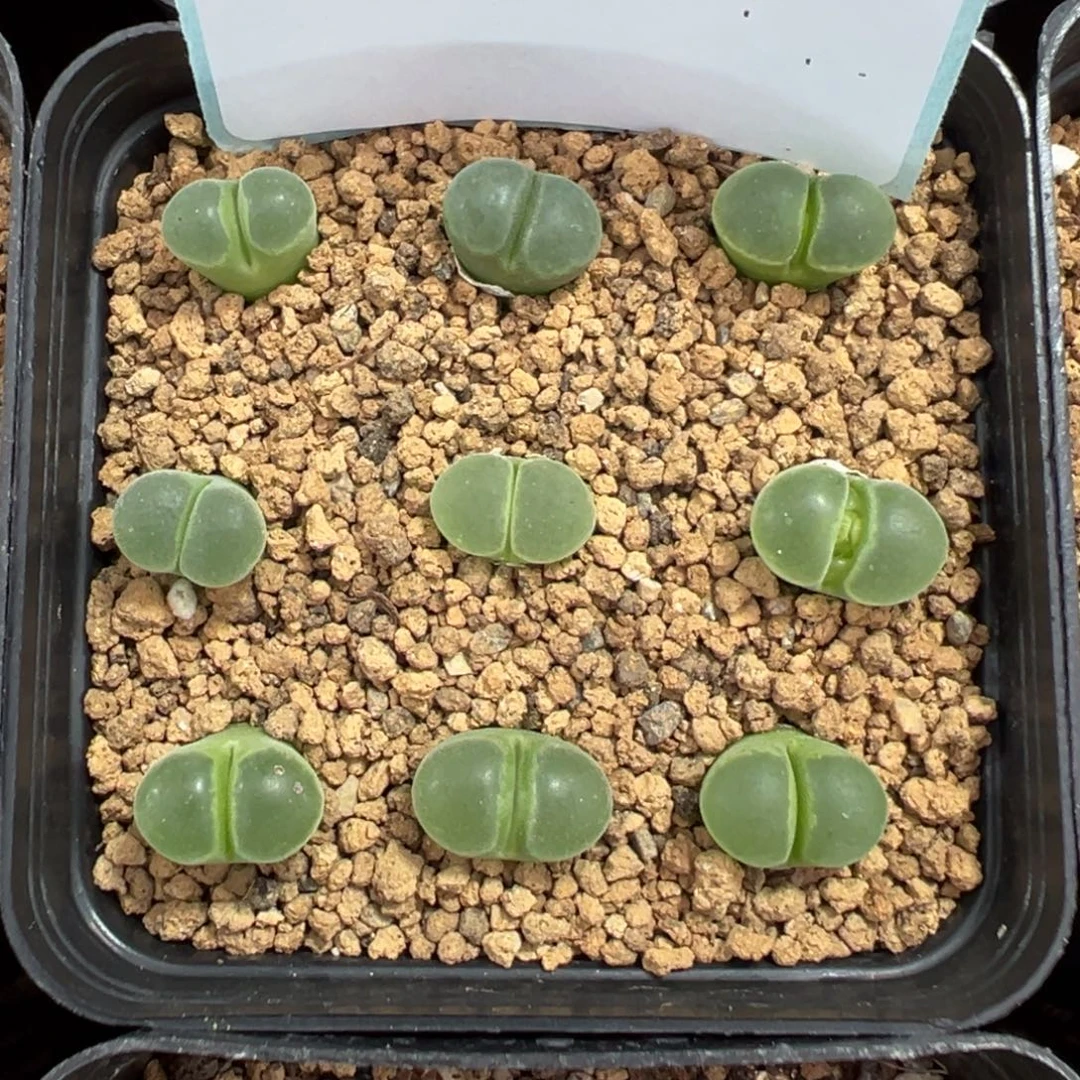 8-63肉锥多肉植物