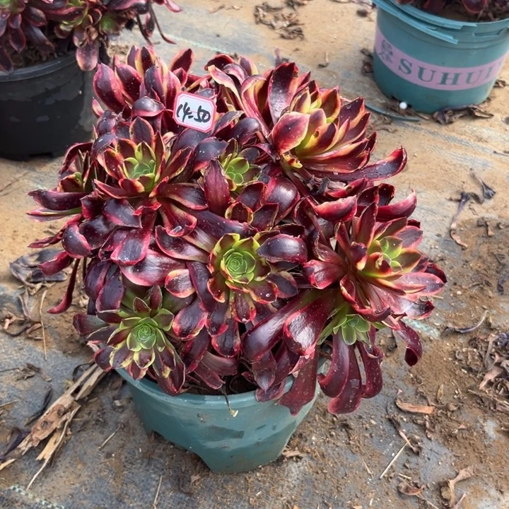 14-50欧嘉莉朵朵处理不售后多肉