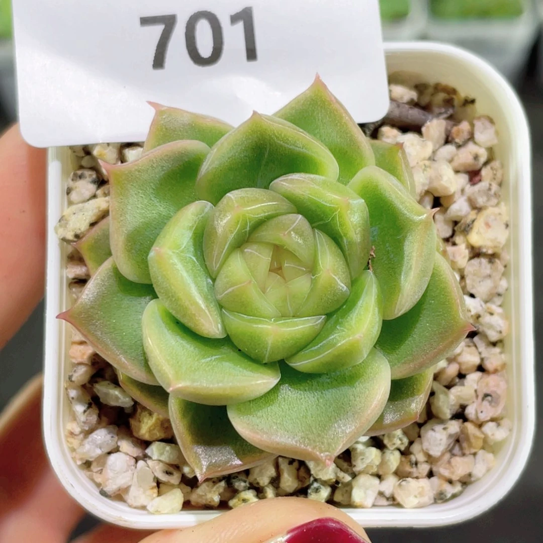 701号糖心冰心珍妮