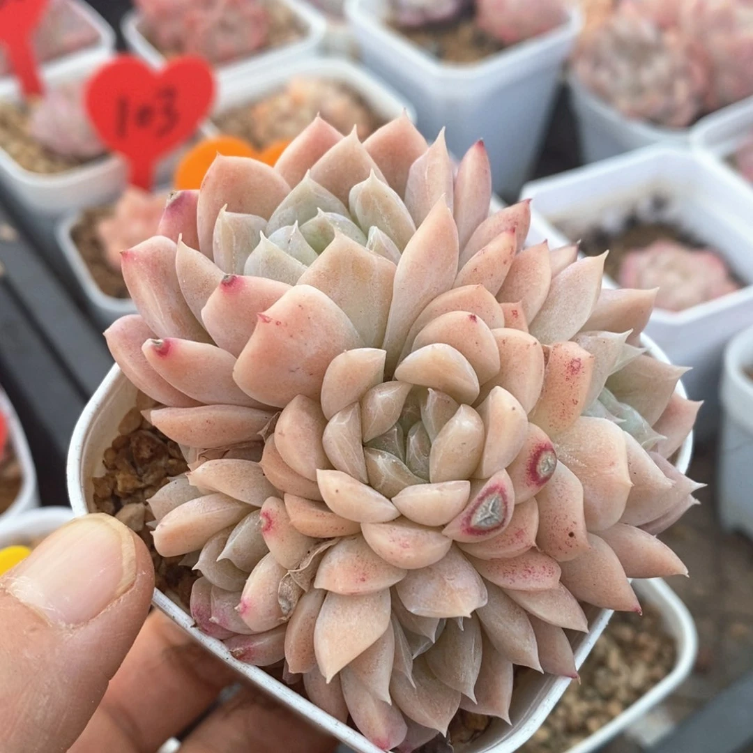 精品多肉一物一拍不包整155