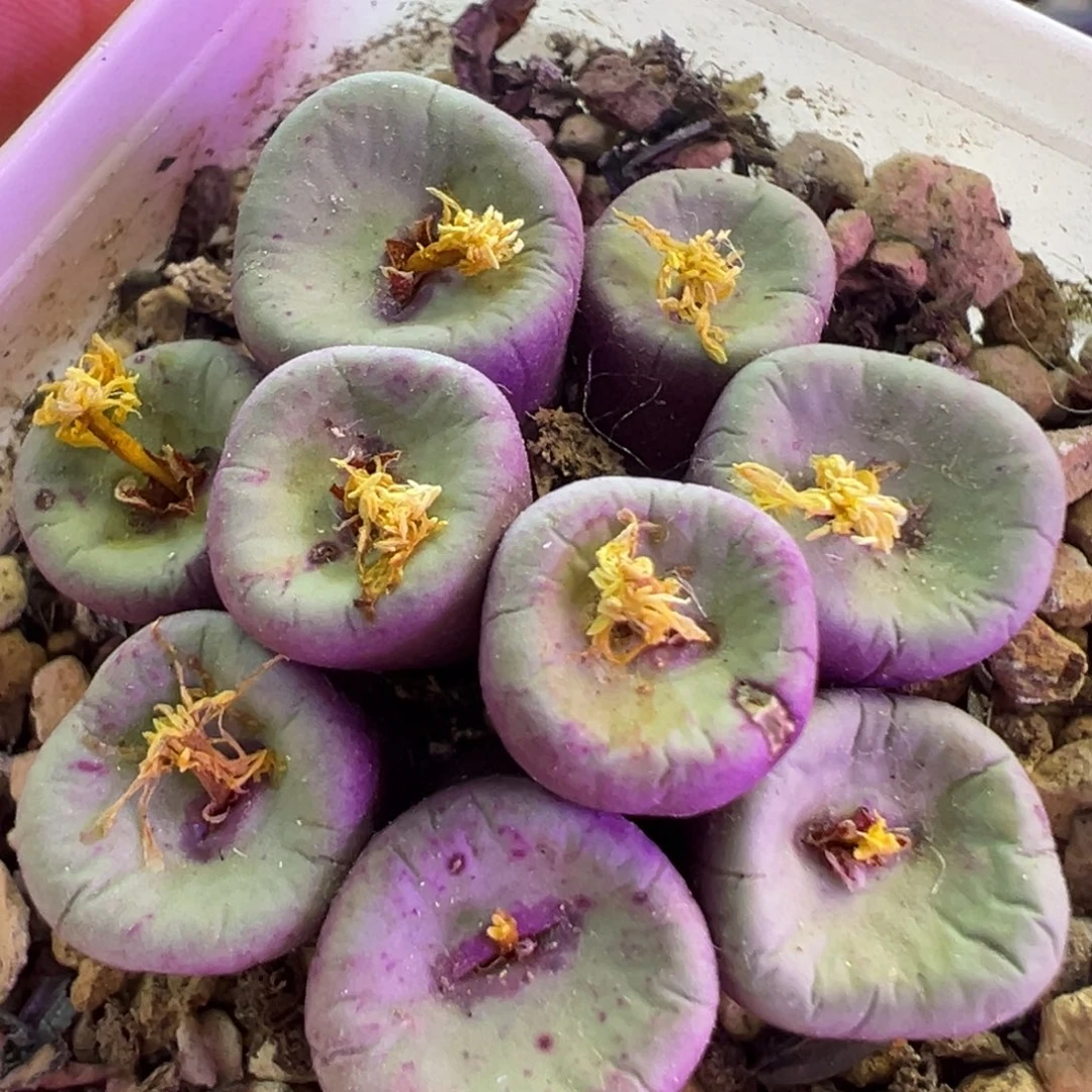 福利款  肉锥植物