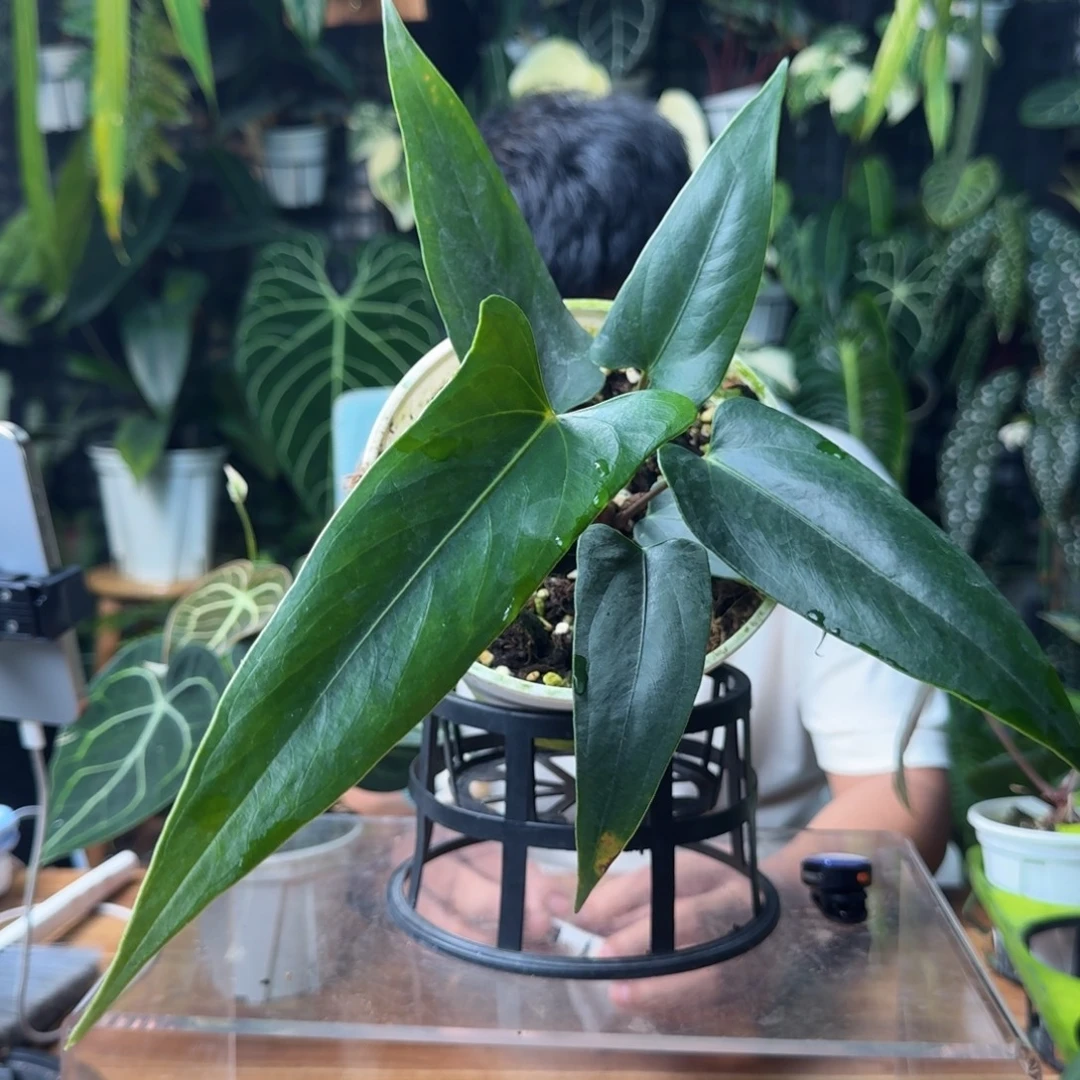 贞***无花朵一物一拍B09