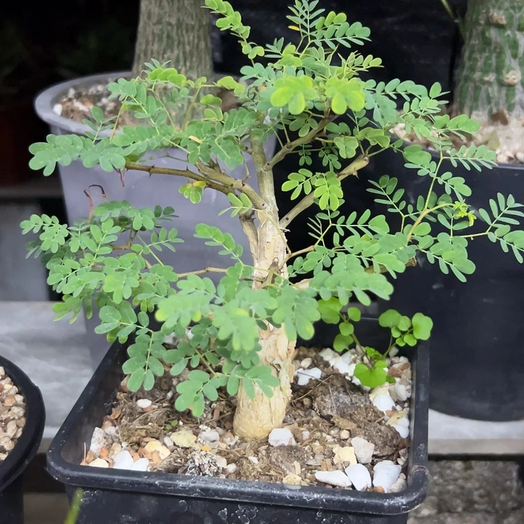 黑猴刺一物一拍偏远不包邮不退不换