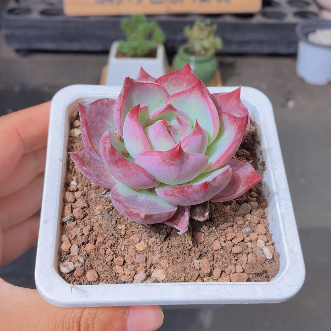 大惊鸿仙子多肉9.9包邮发货