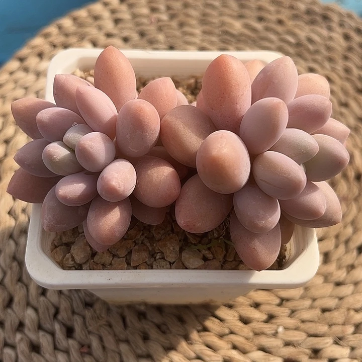 汤圆双头带崽精控小老桩