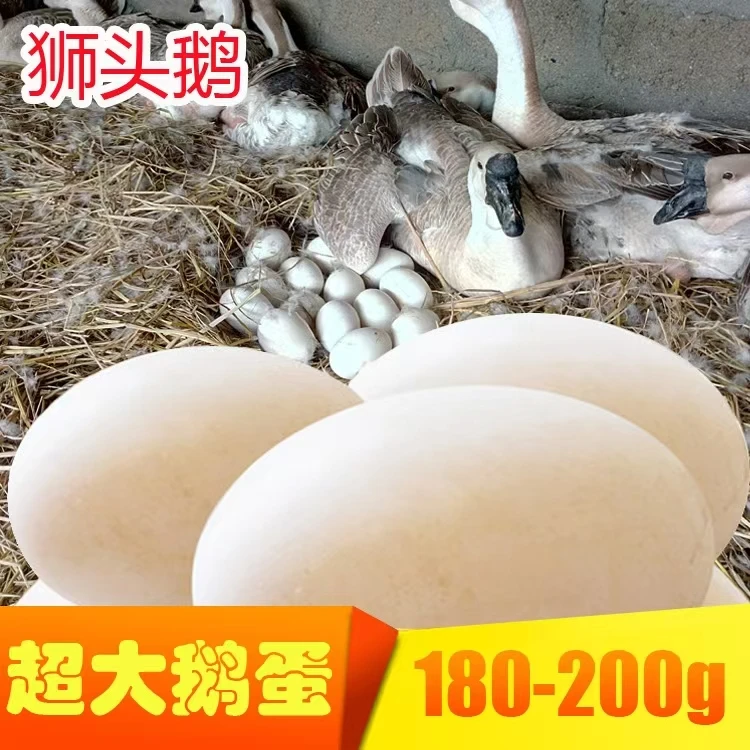 新鲜农家散养土鹅蛋营养健康孕妇宝妈放心食用