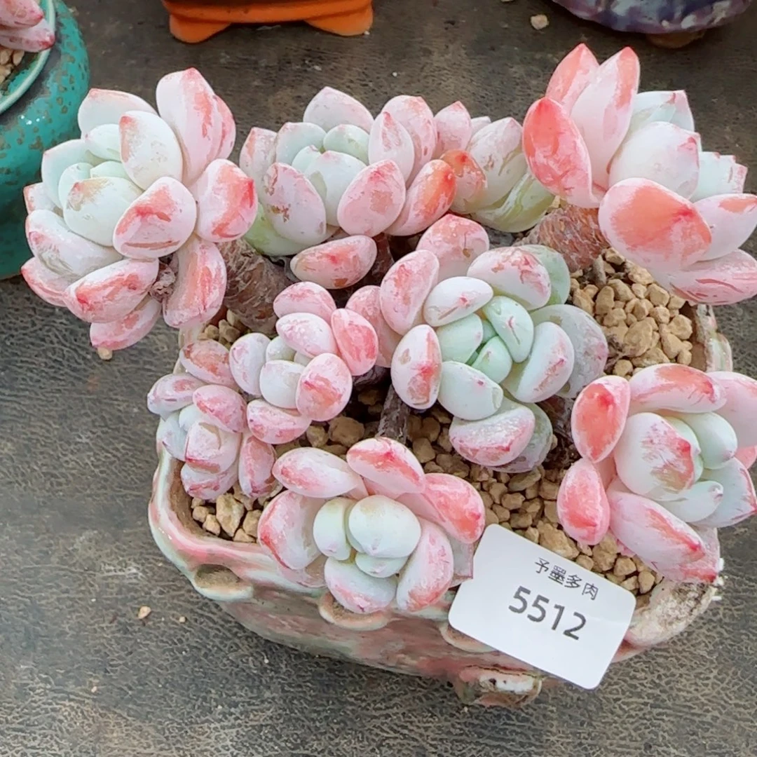 冷香无砍，5512多肉植物