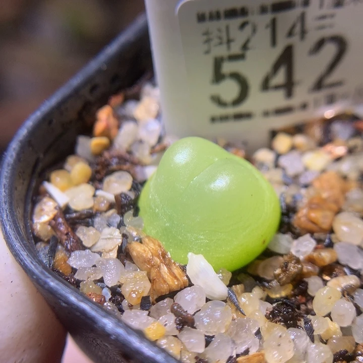 小****了精品生石花214.542