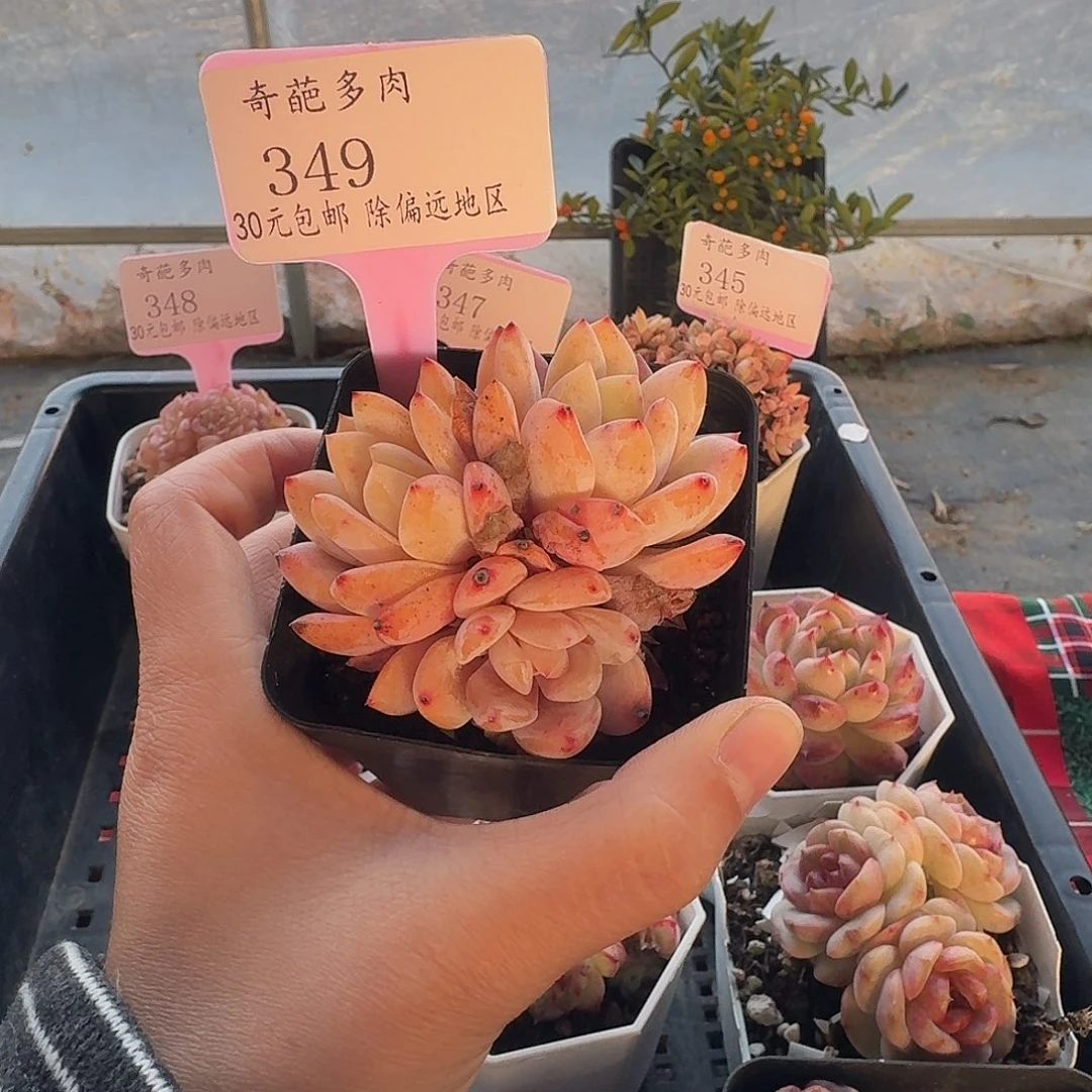 349 脱土 一物一拍 不包整