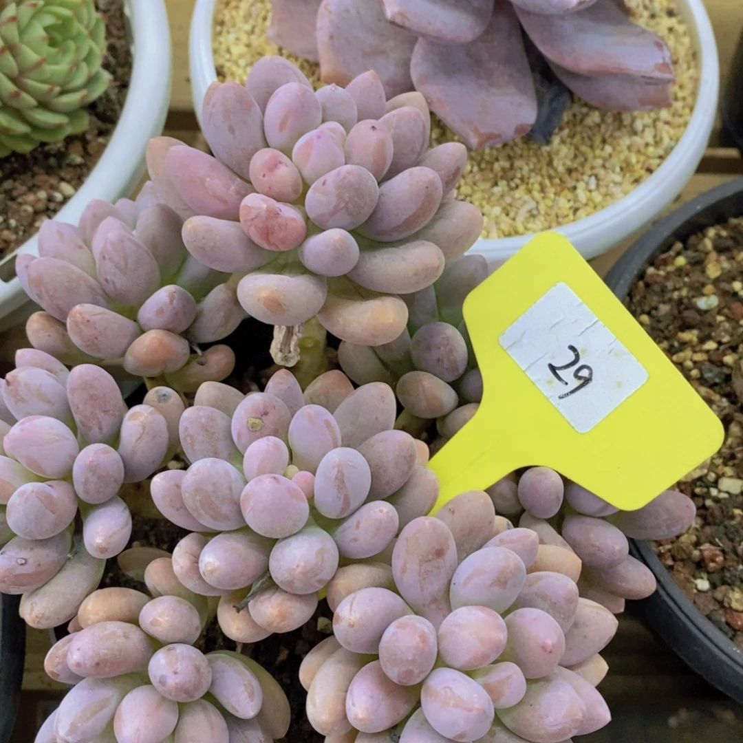 福利专场，最后一场