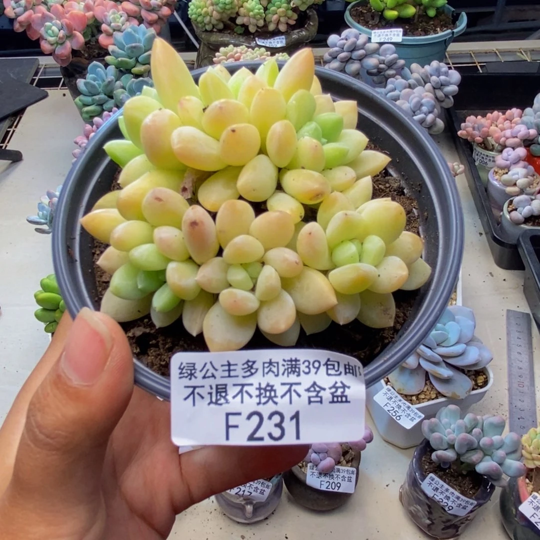 无***妈231玉玲多肉肉7c m m