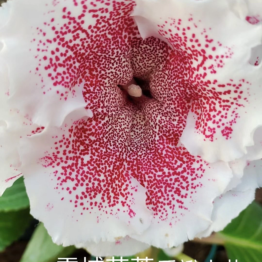 大岩桐芙蓉花雪域小苗