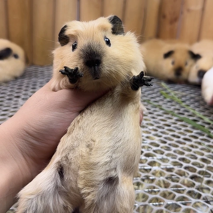 奶黄冠毛加州妹妹25