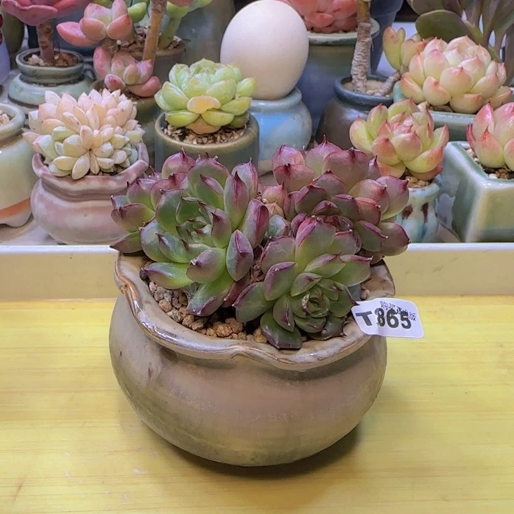 t865 一物一拍多肉植物