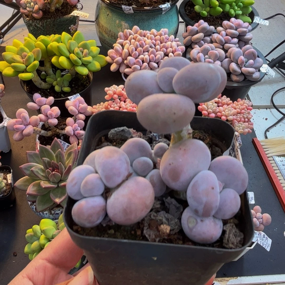 1774芭比奶酪6cm多肉