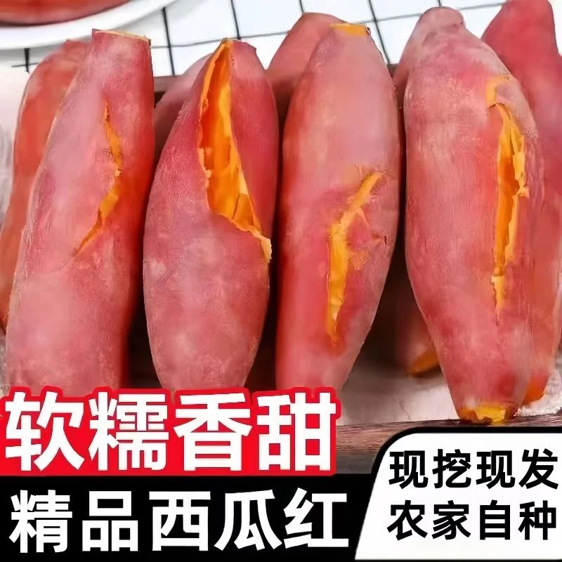 河南西瓜红蜜薯薯红薯新鲜现挖软糯香甜可蒸煮烤炸地瓜红红薯甜糯