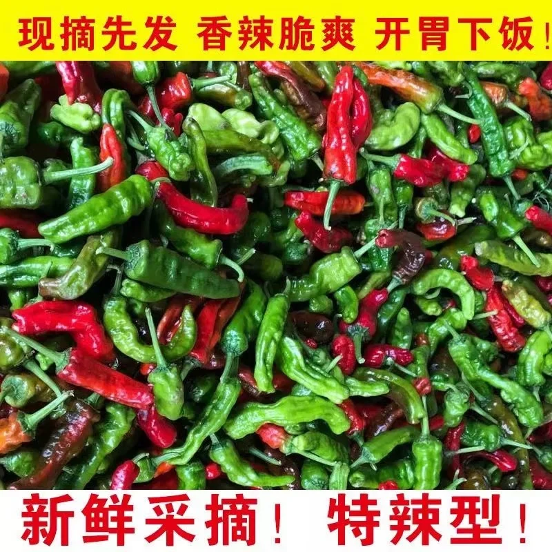 湖南本地农家自种新鲜辣椒薄皮现摘现发土辣椒特辣爆辣青红皱皮椒