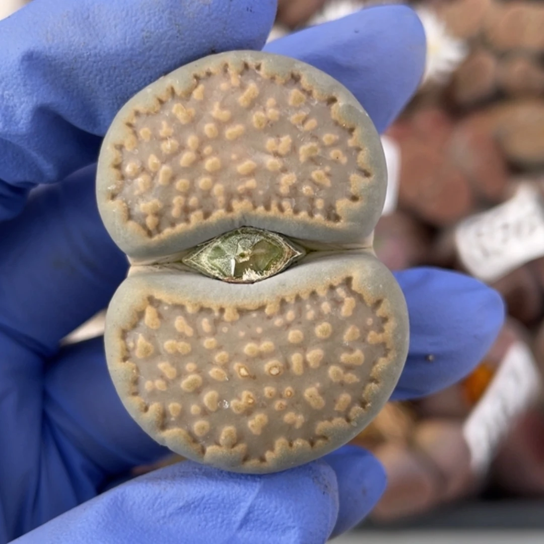 非偏远满20包邮991