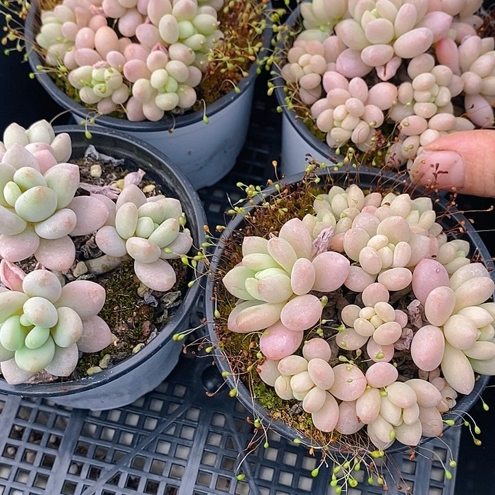 153 多肉植物盆栽花卉植物