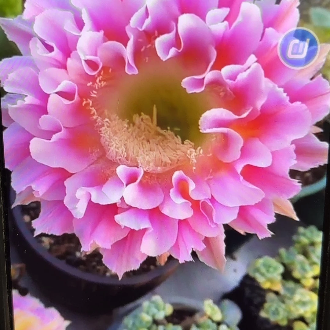 羽羽彩无根侧牙20包邮58