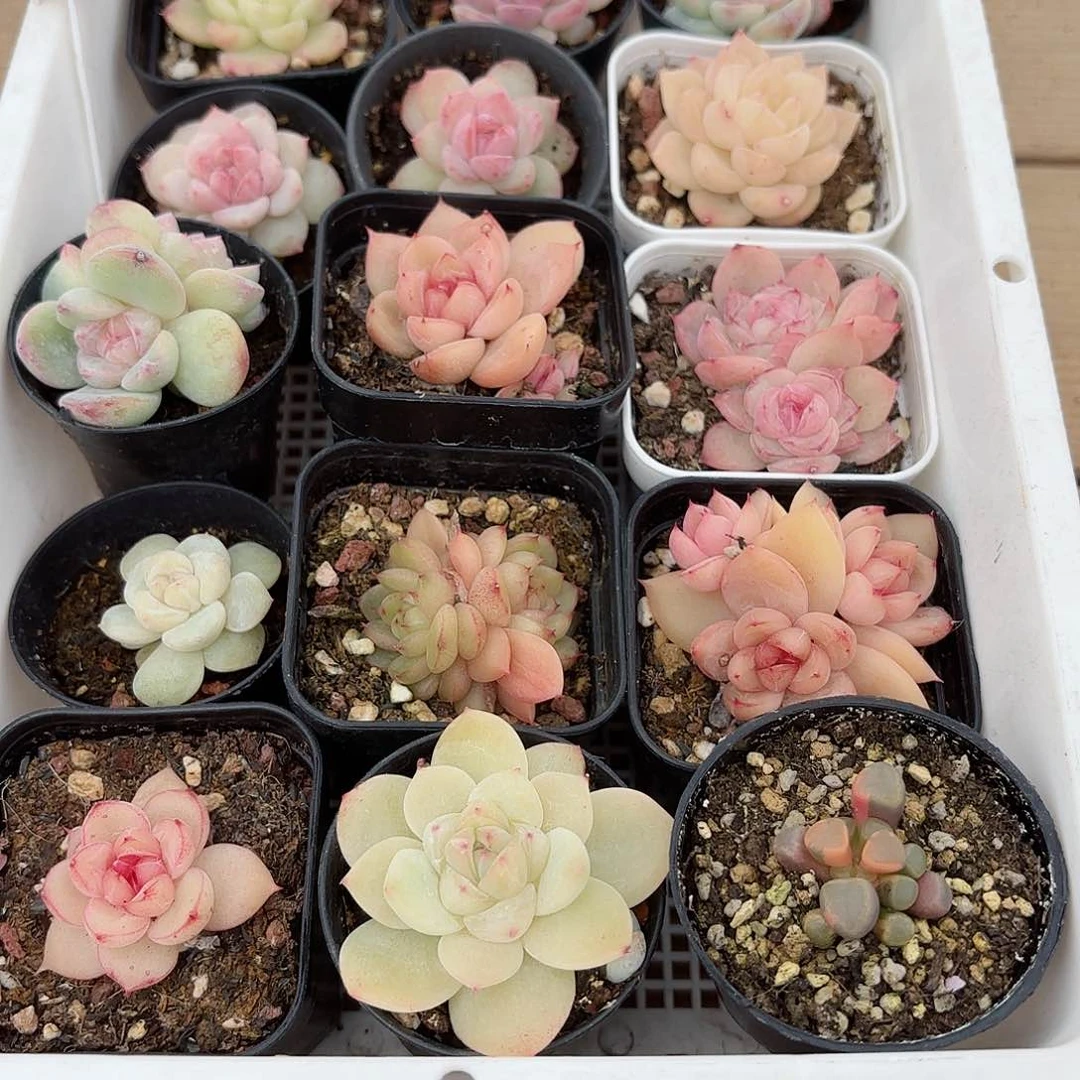 金**火0220003筐拍多肉