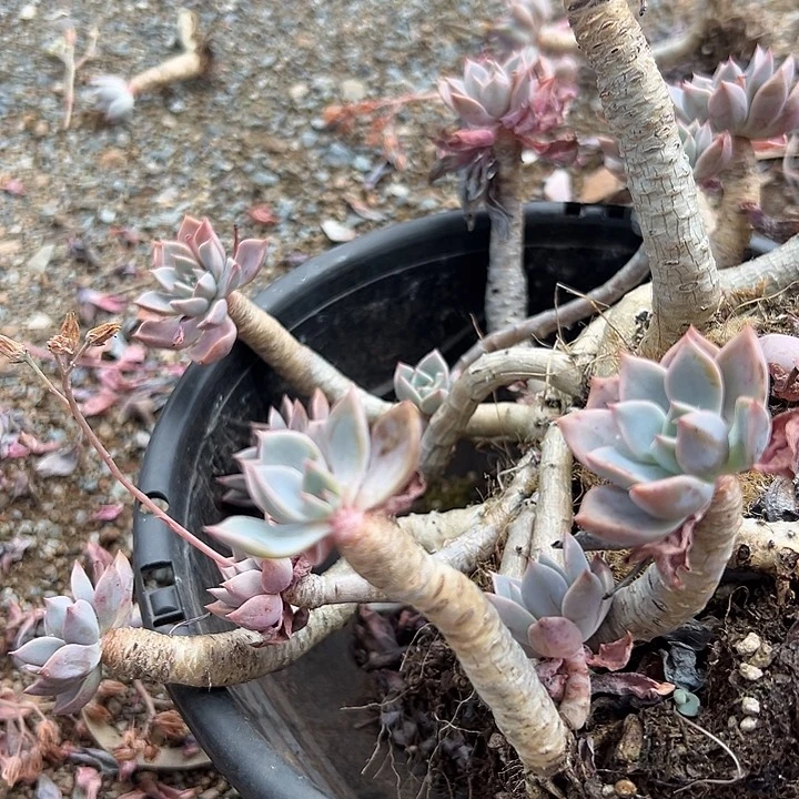 无花朵超大红粉佳人。