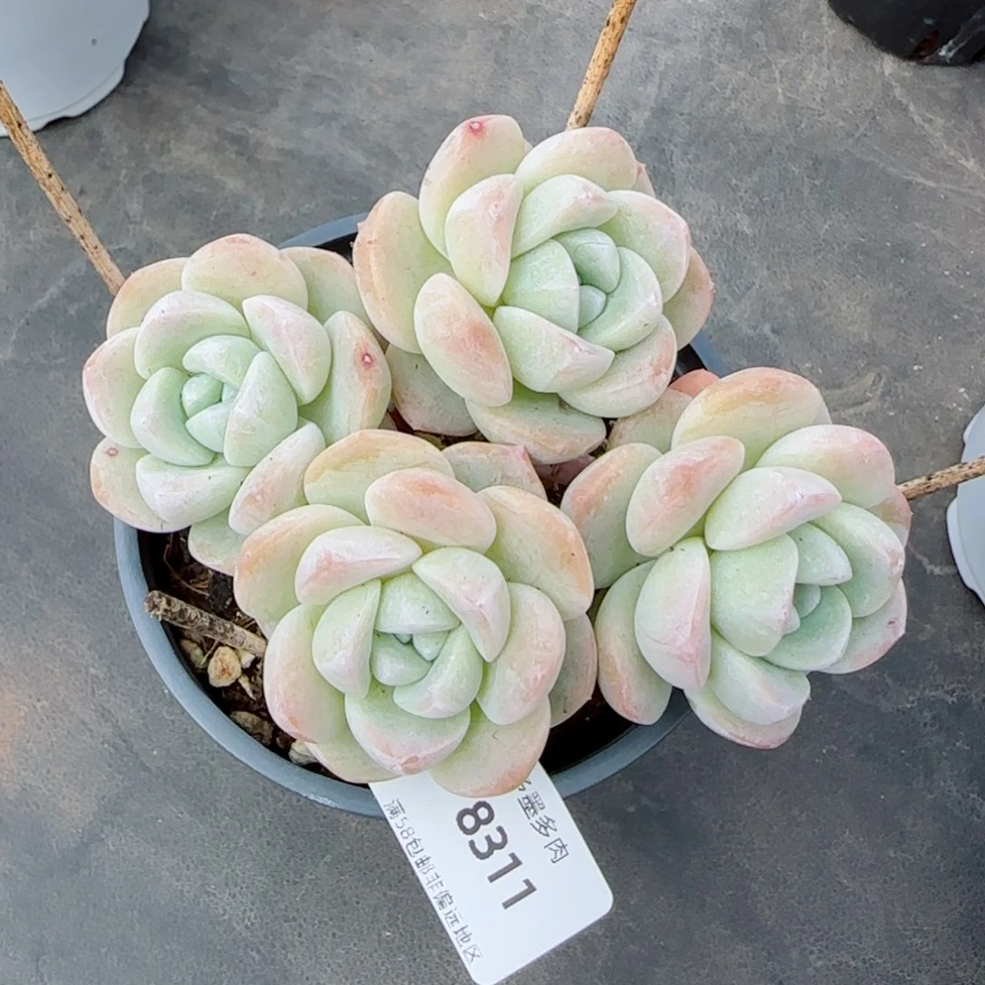 长杆冰玉，8311多肉植物