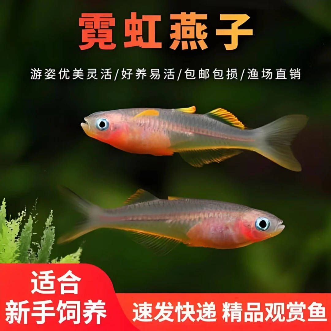 霓虹燕子鱼淡水热带观赏鱼小鱼上层群游小型耐活冷水鱼观赏鱼