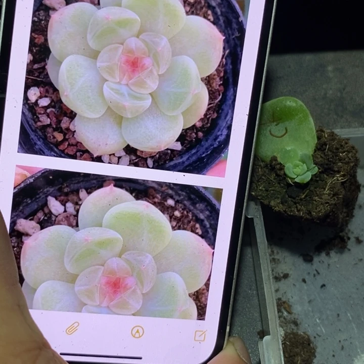 穴盘财富k苗一个多肉