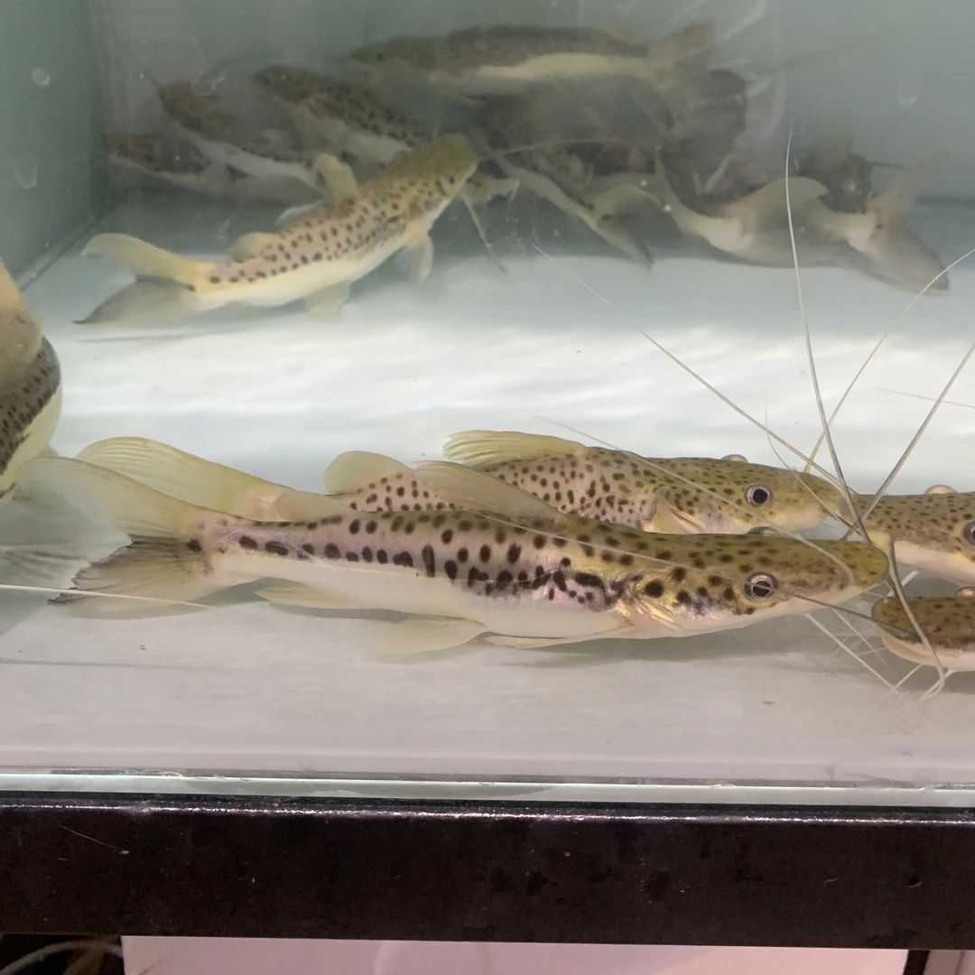 军舰鸭嘴鱼20-30公分