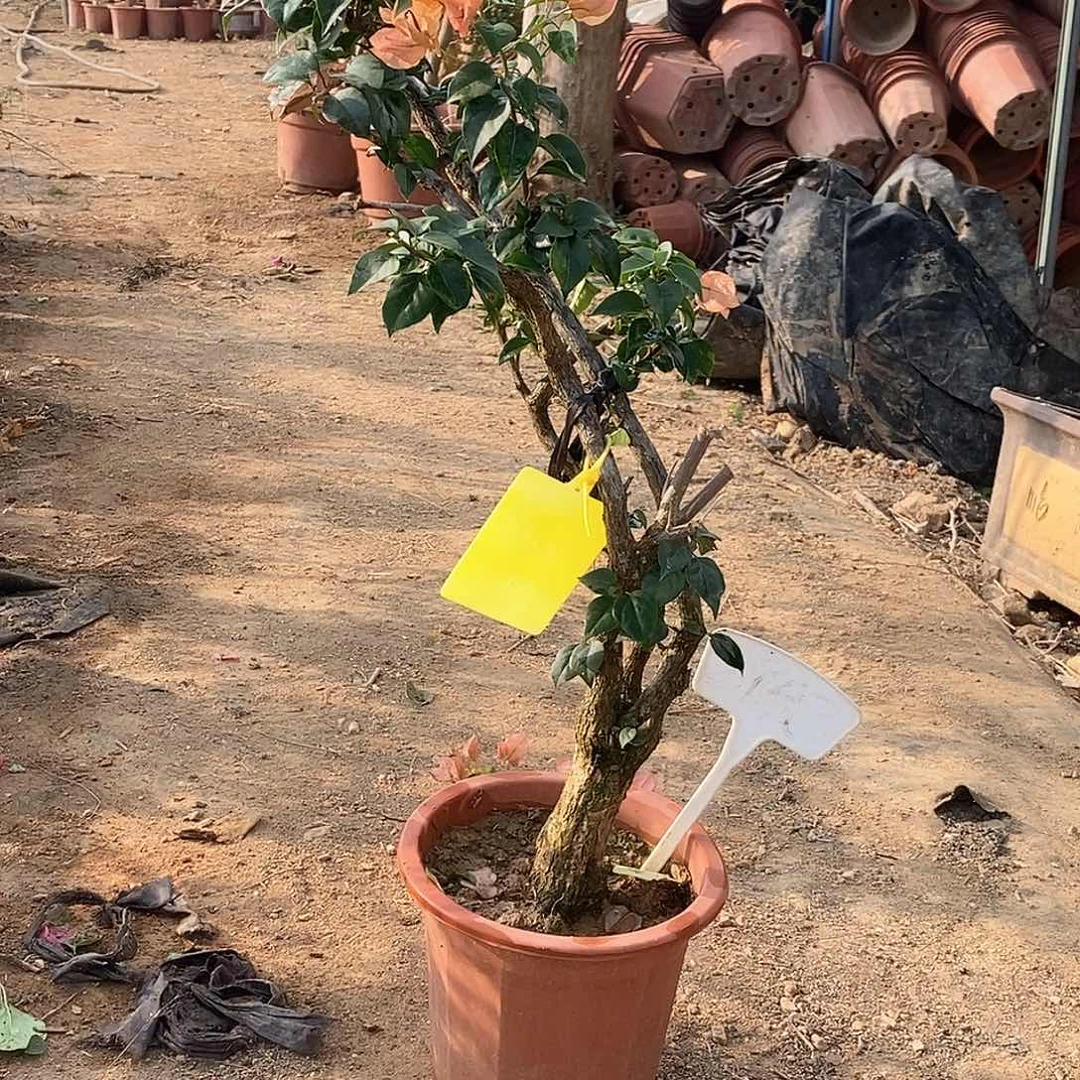 大部分开放少量花苞绿马2958