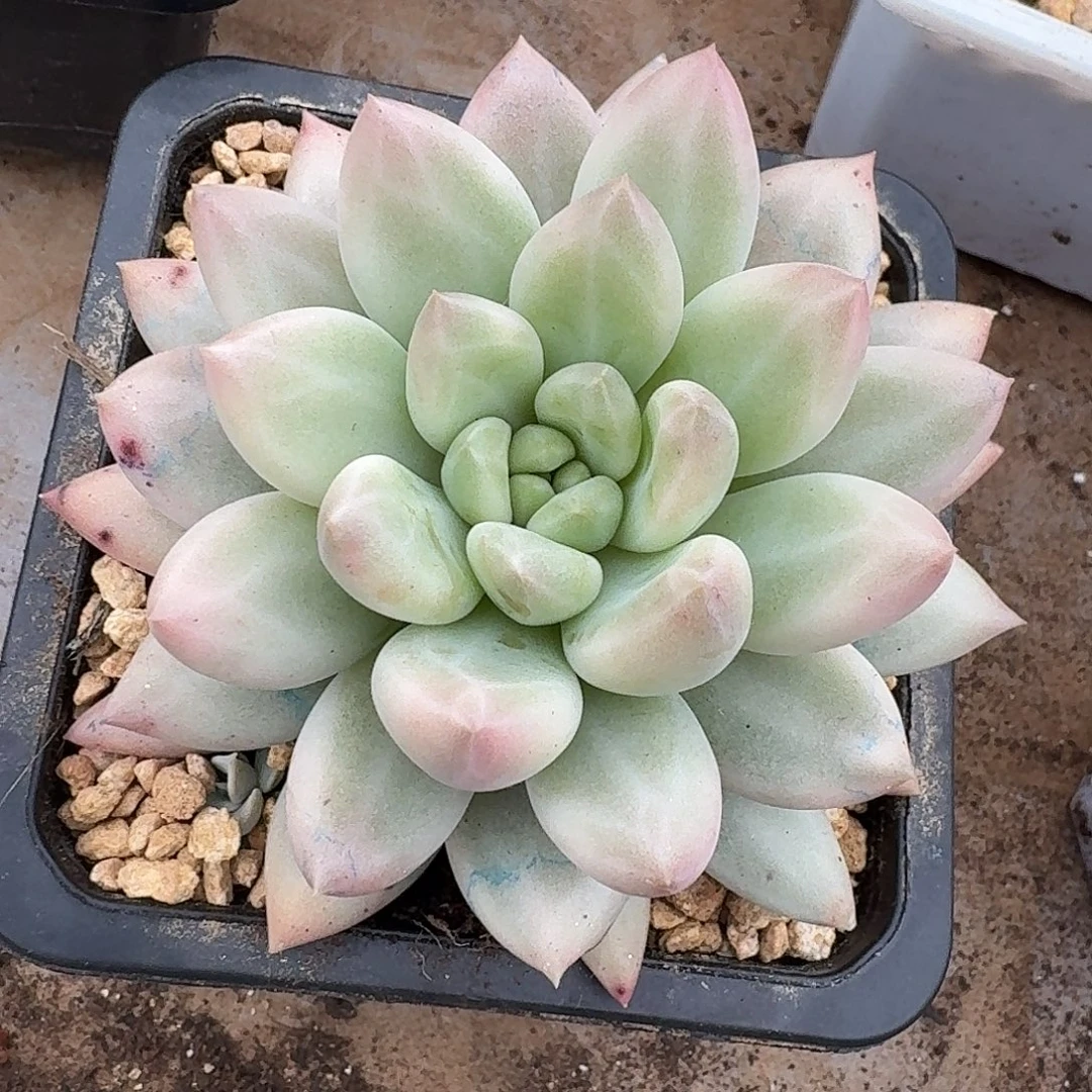 所罗门巨人锦一物一拍