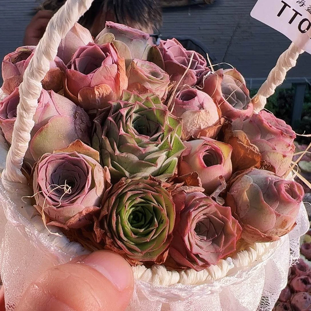 捡漏花篮。TT018.