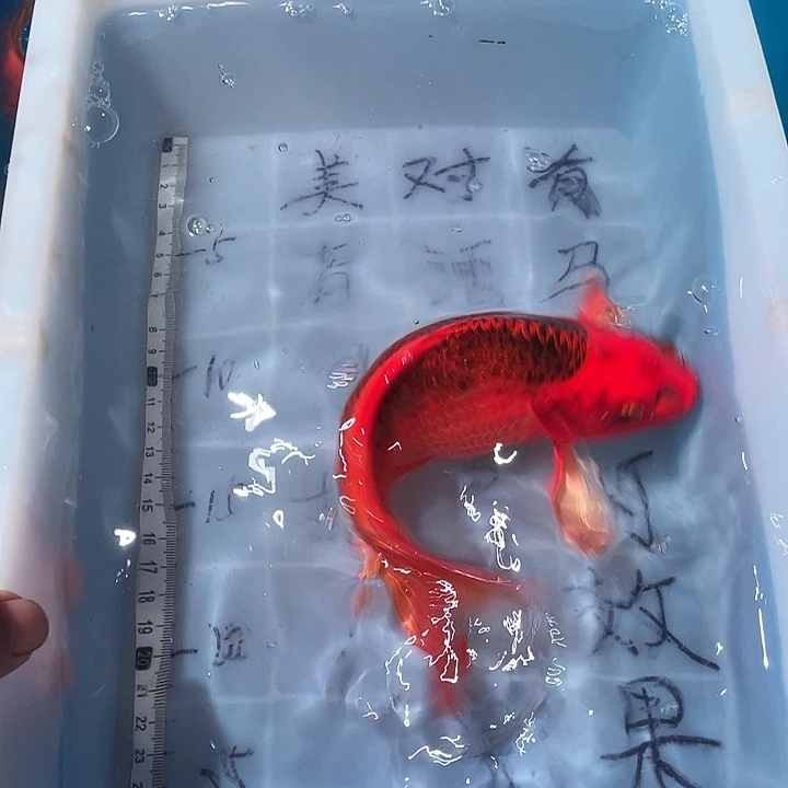 蝴蝶鲤鱼渔场直发44