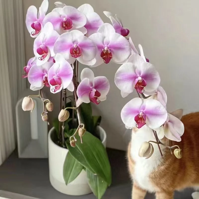 精品蝴蝶兰【婚纱】