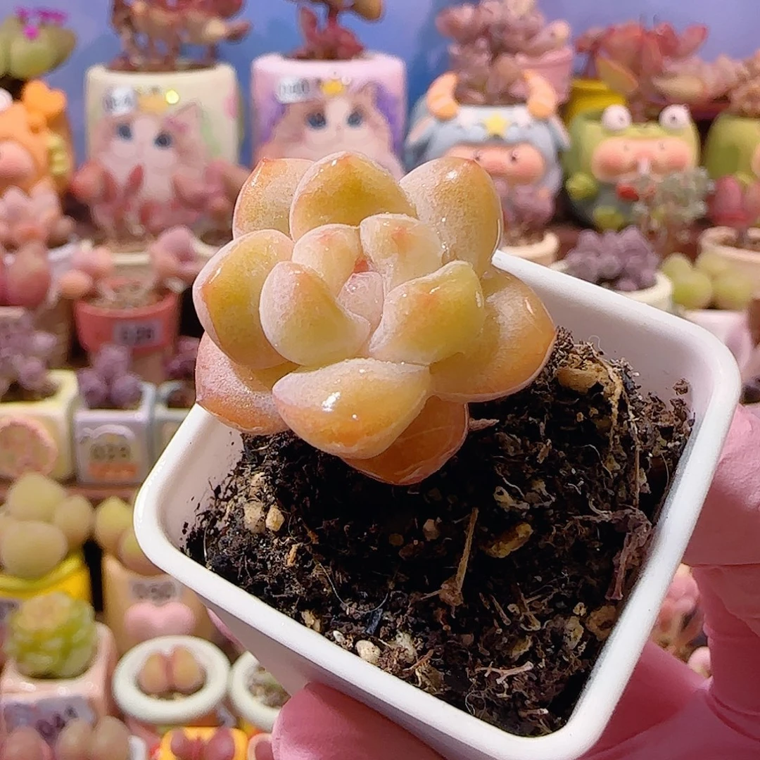 福利冰玉 盆口3cm