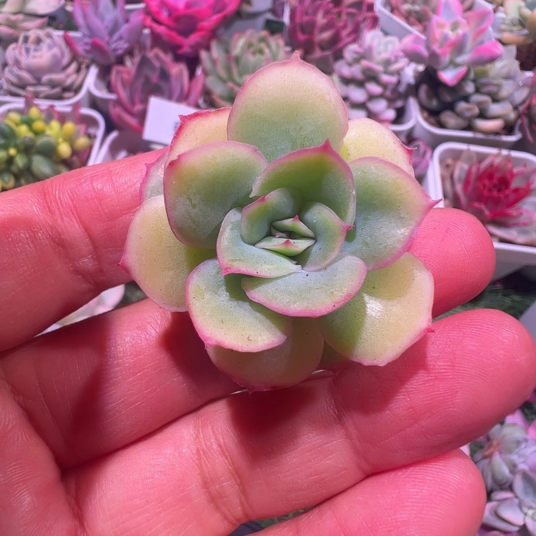 阅***读多肉植物多肉植物