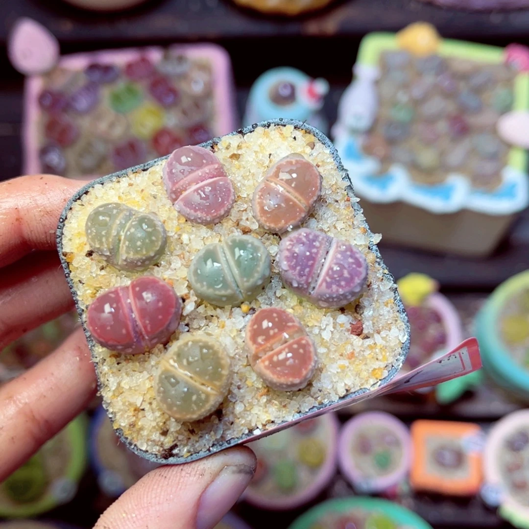 157生石花带盆发1