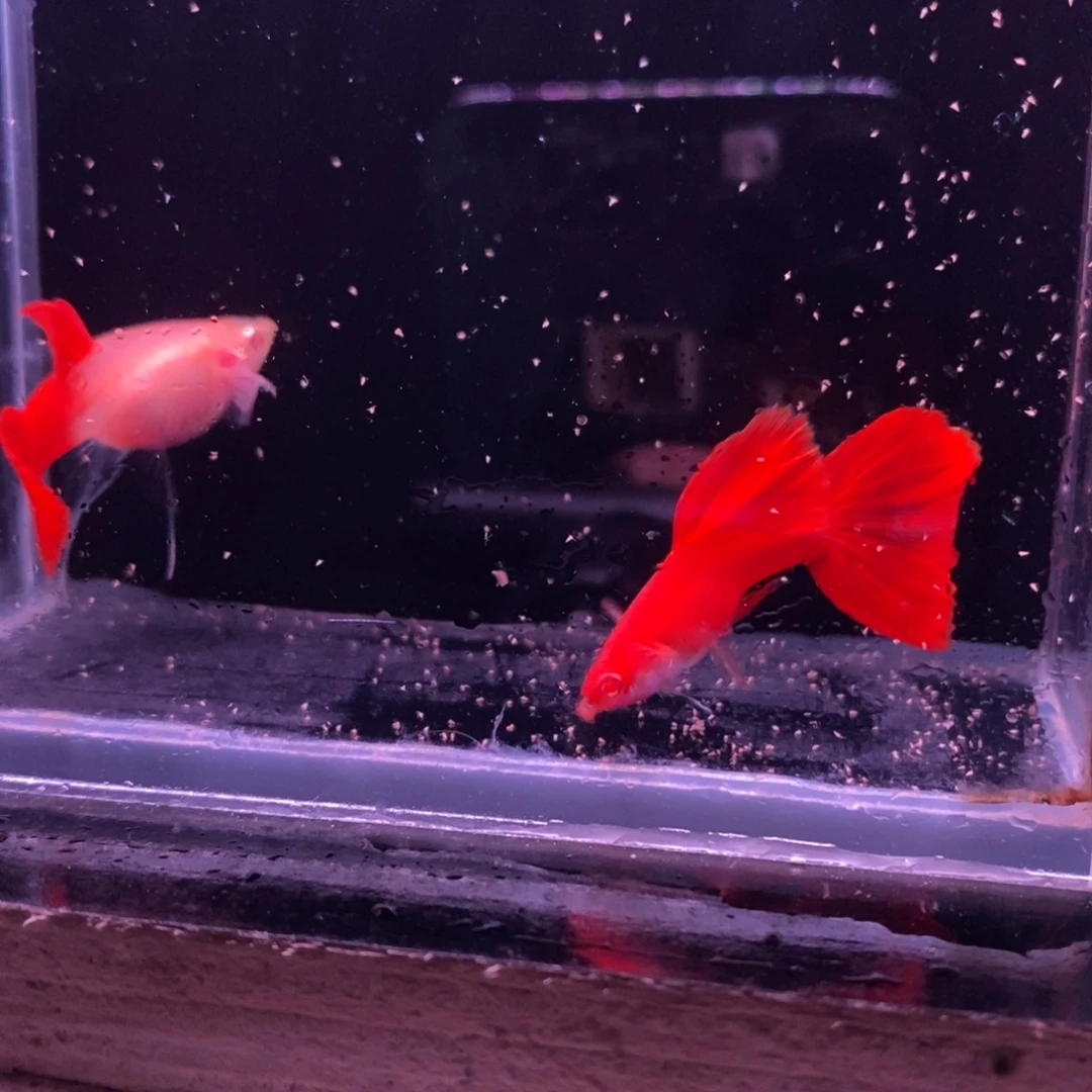 孔雀鱼精品血红一对