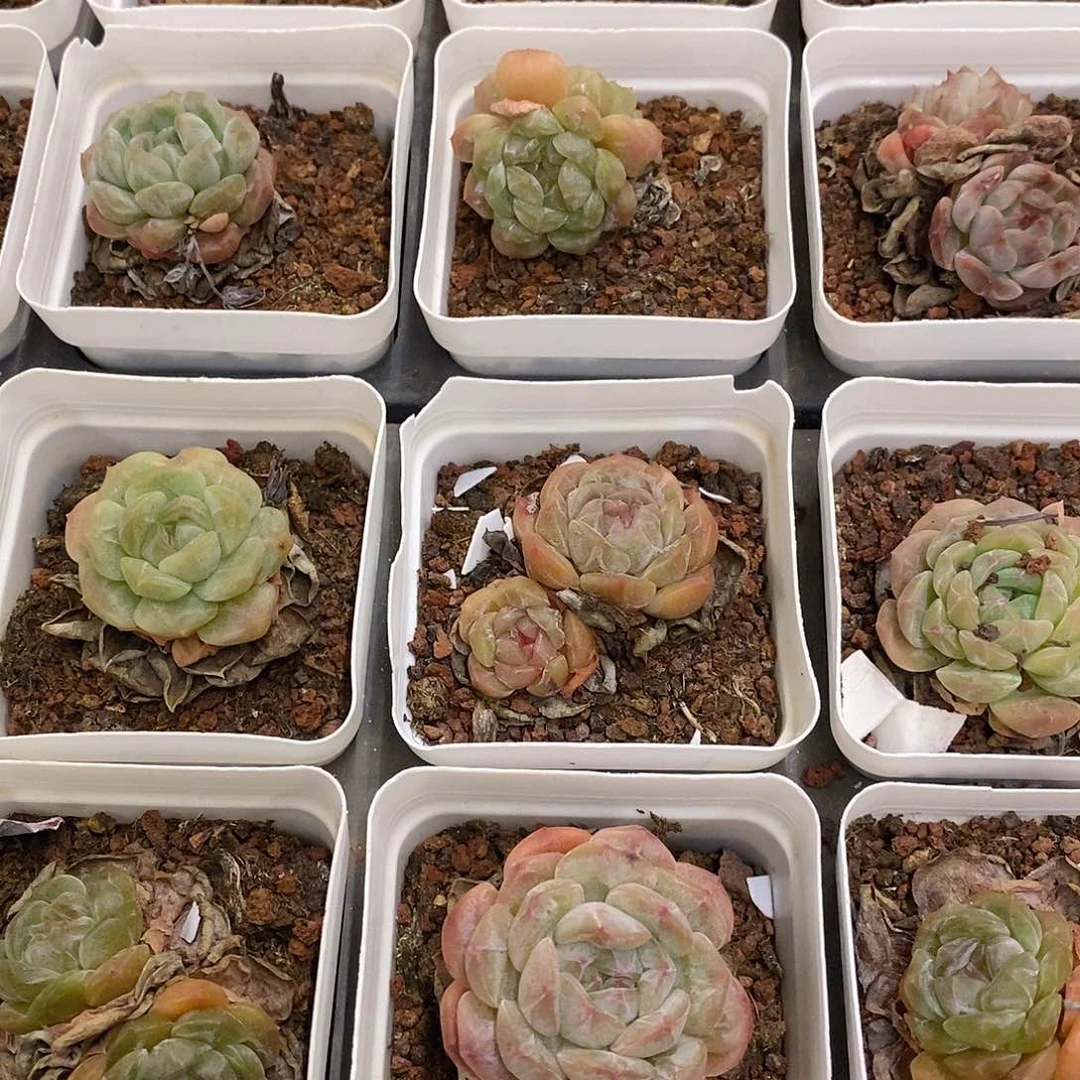 33。白恋。单双混发。