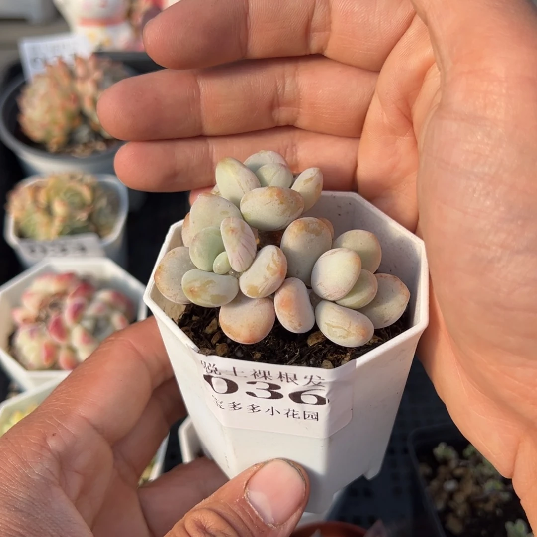 香水洛神群多肉满28包邮脱土发