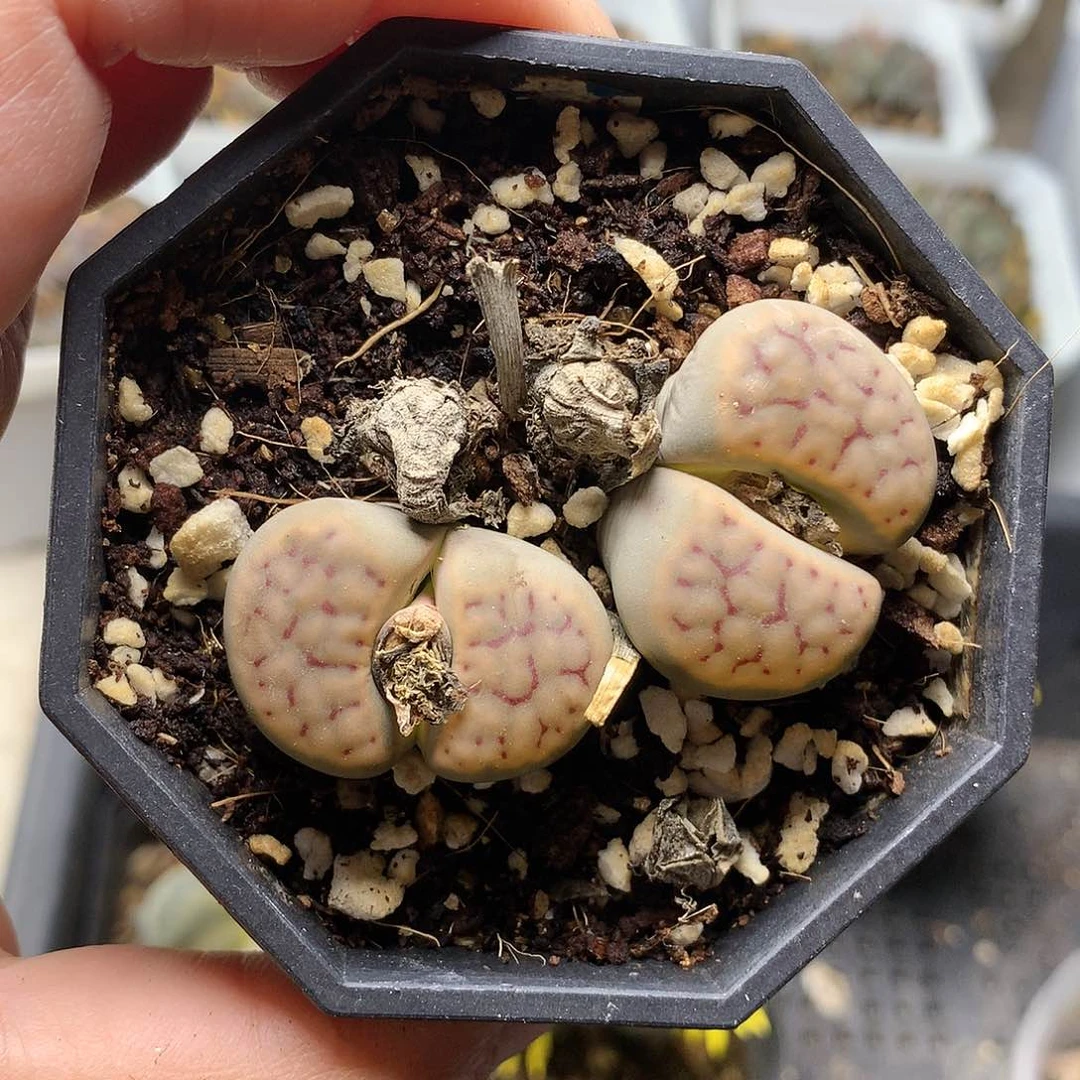 T62多肉植物保护研究所