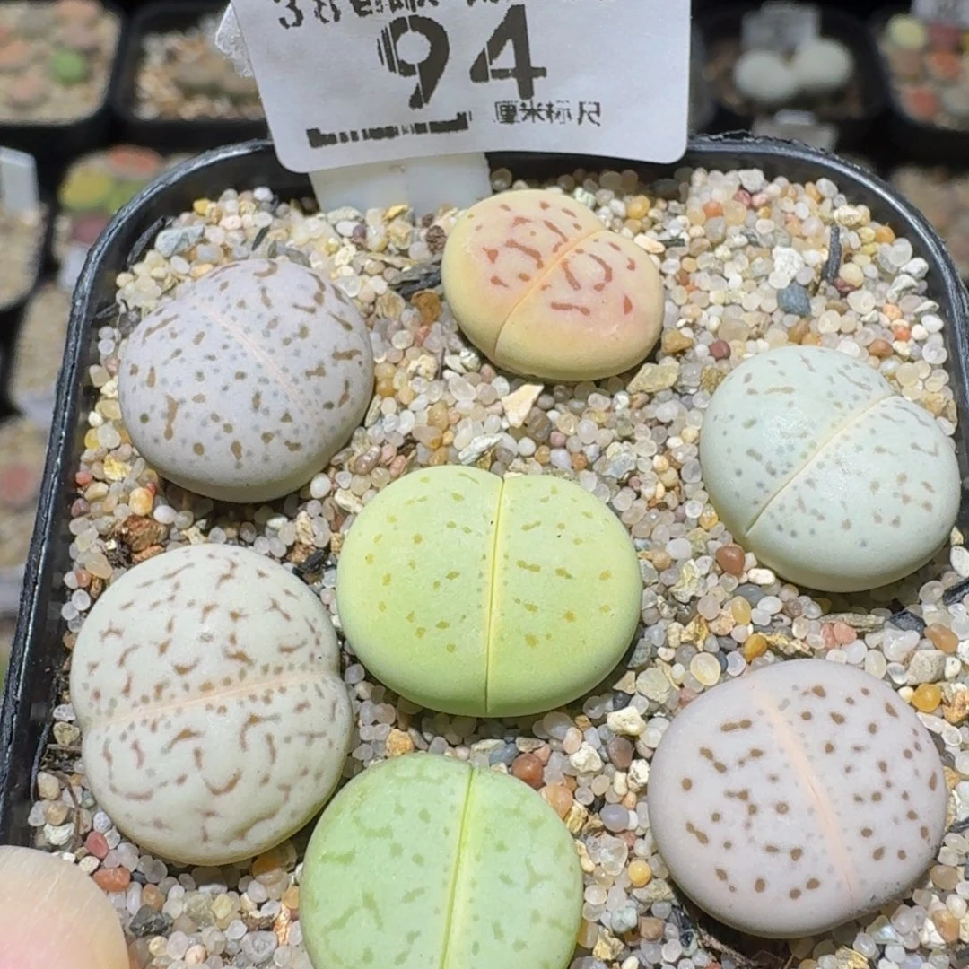Ssss精品生石花94