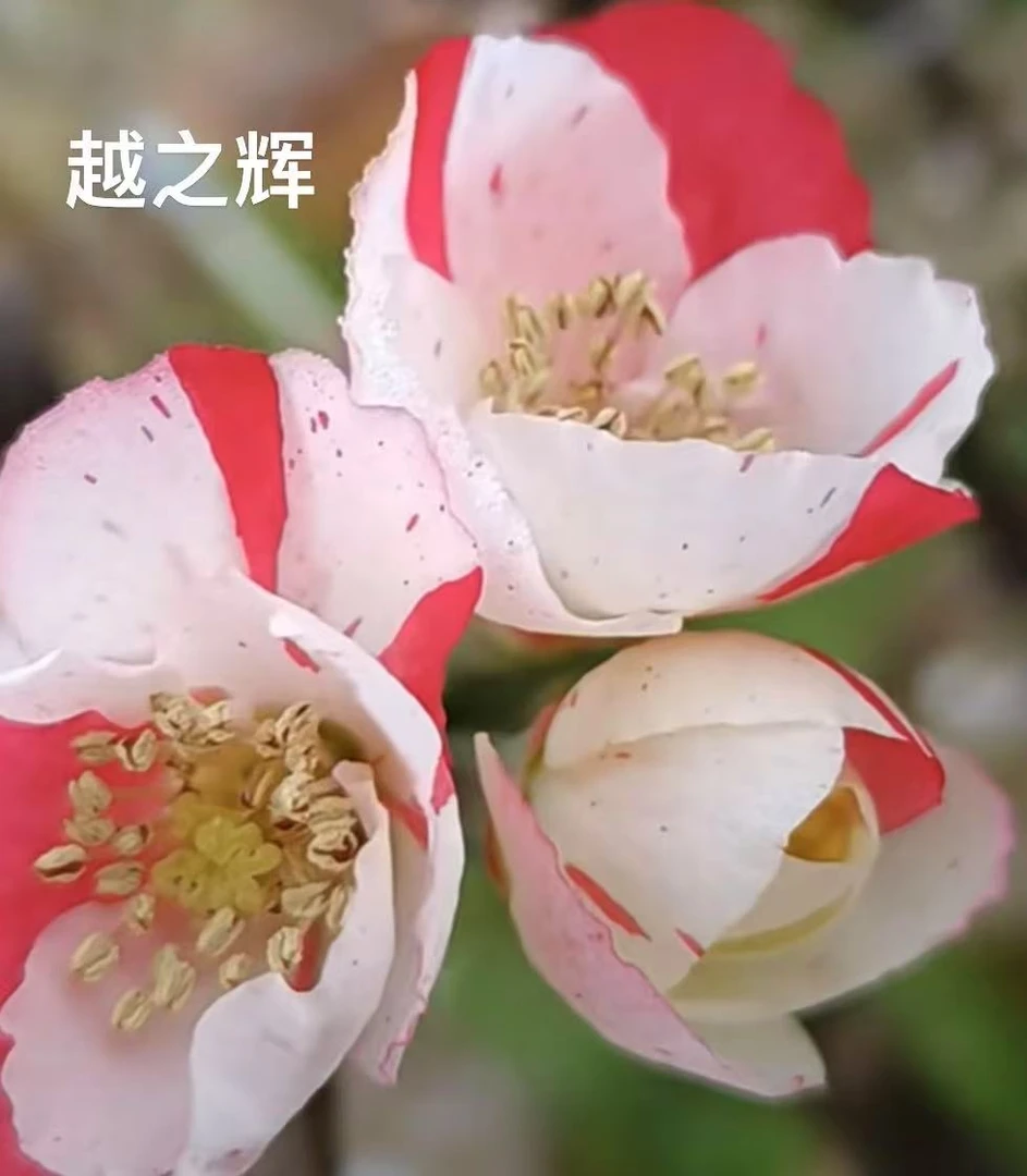 【越之辉】越之辉海棠原生苗好养花卉