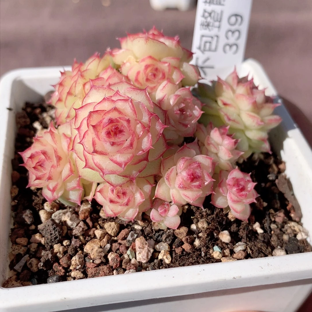 339麦秆群不包整散